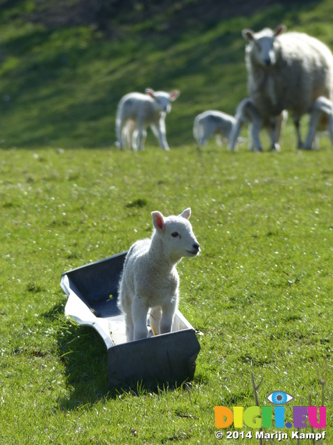 FZ003917 Lamb in trough